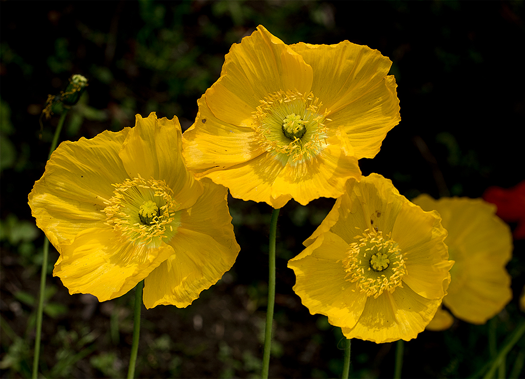 Normandie 05 - 2016_KA79339-1 Kopie.jpg